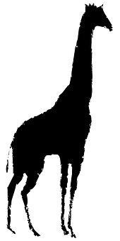 Silhouetteof Giraffe Standing