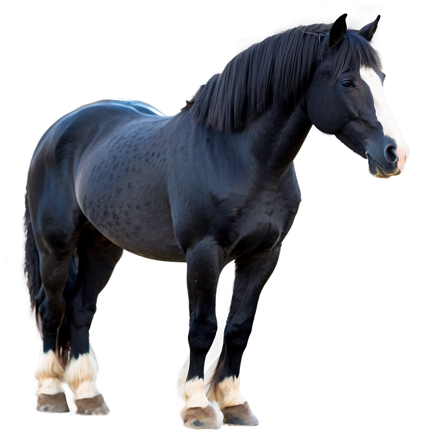 Silky Mane Black Horse Png 32