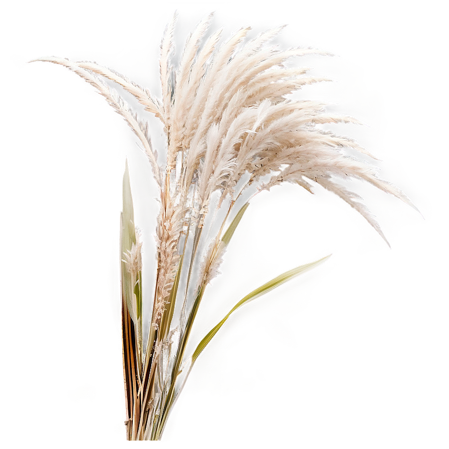 Silver Pampas Grass Png 06122024