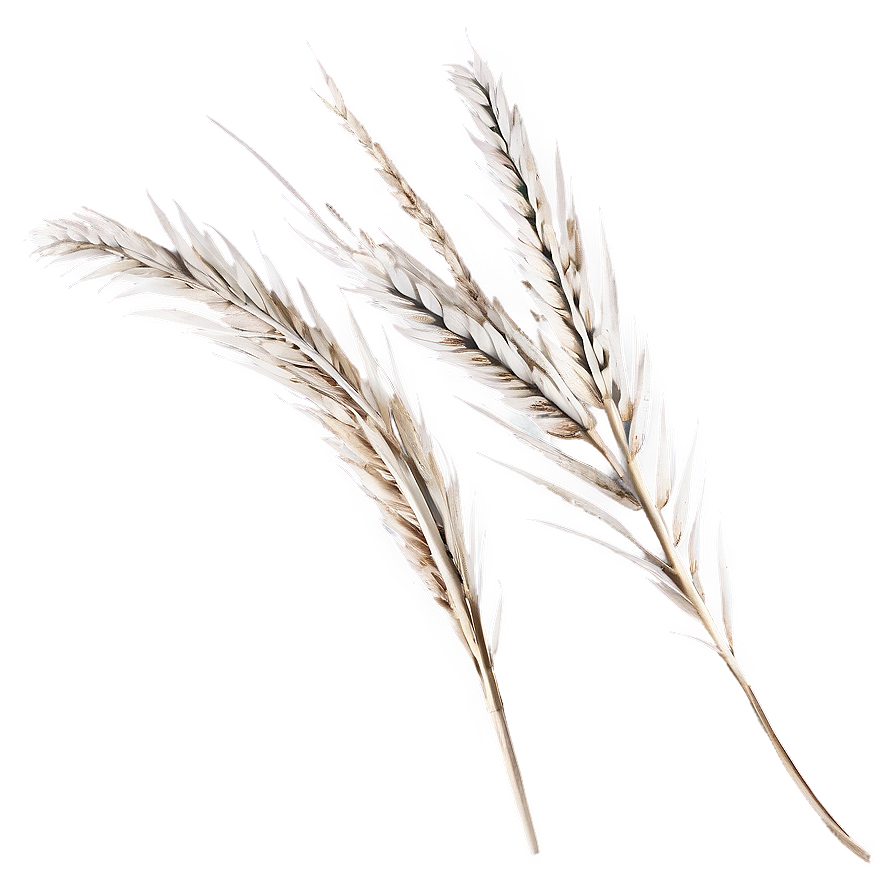 Silver Pampas Sprigs Png Thn43