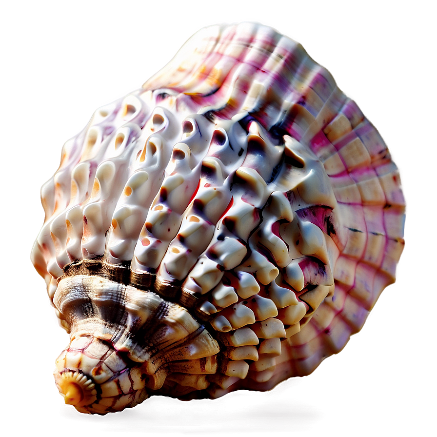 Simple Conch Shell Png Dod