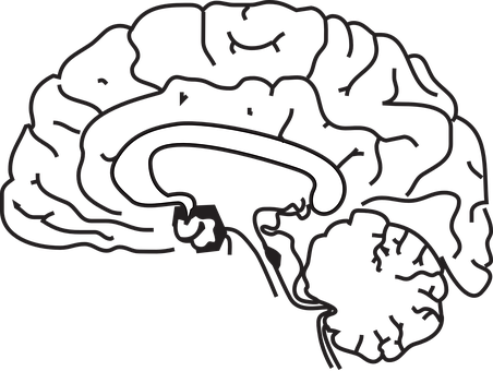 Simplified Brain Illustration