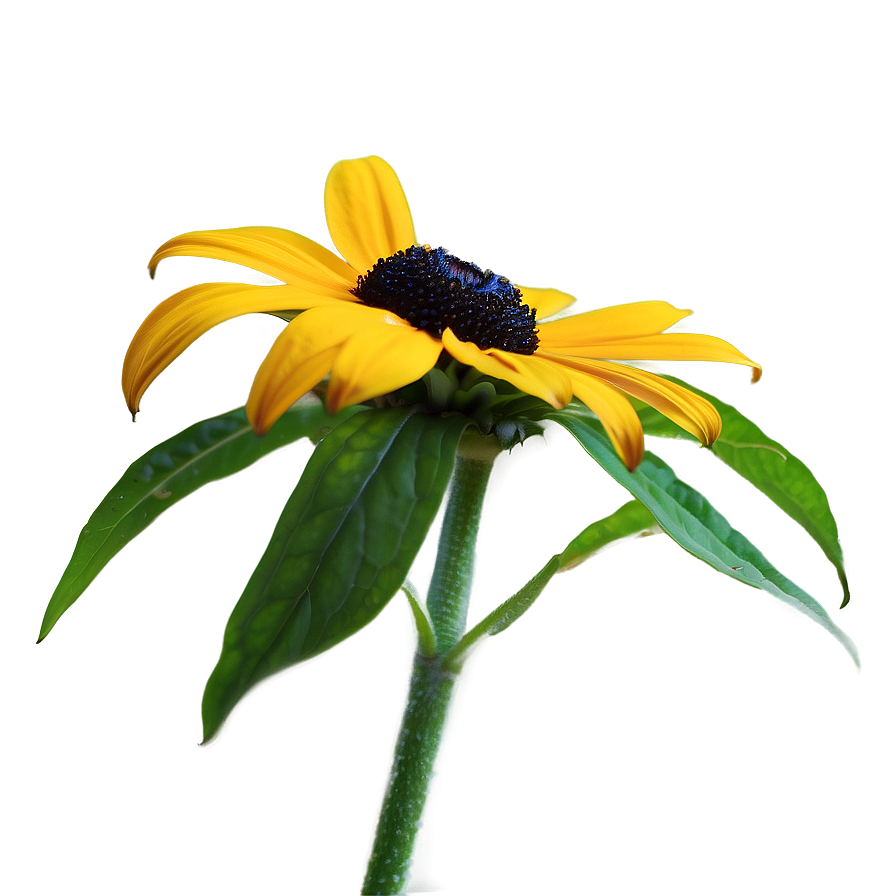 Single Black Eyed Susan Bloom Png 60