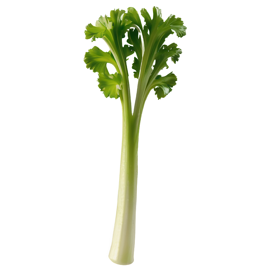 Single Celery Stalk Png Pih67