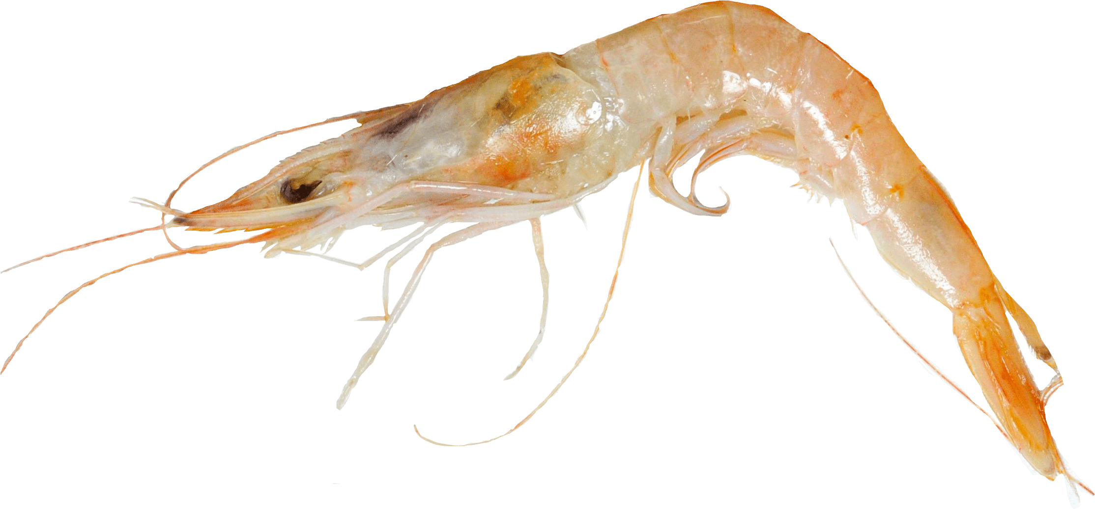 Single Cooked Shrimp Transparent Background