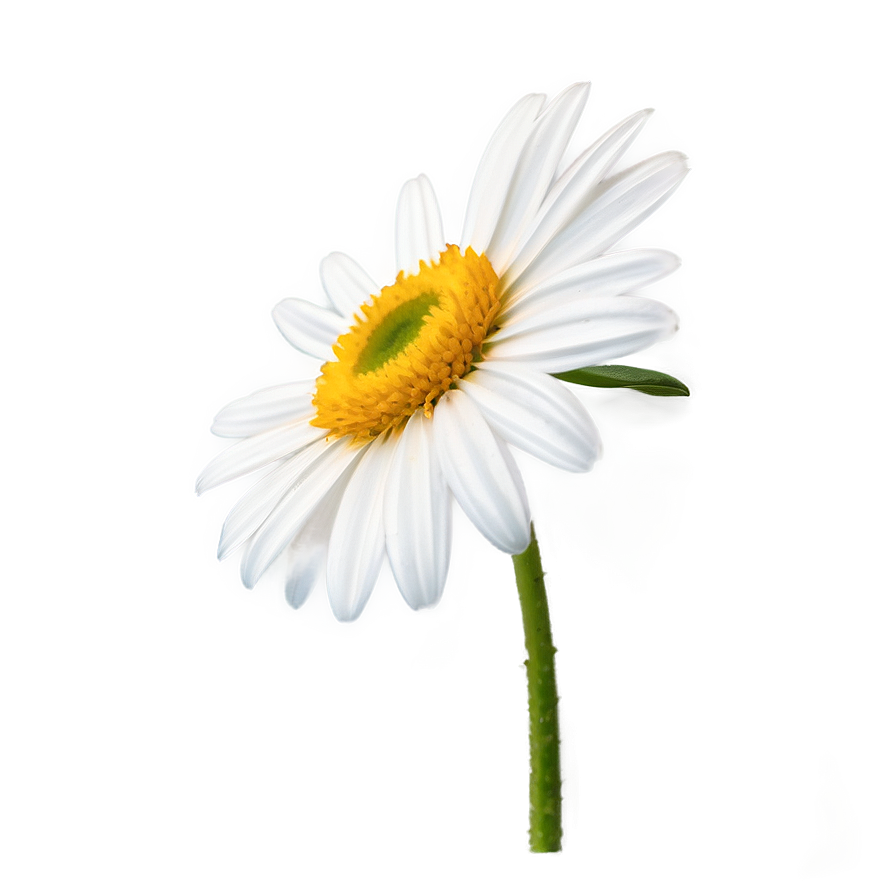 Single Daisy Drawing Png 06202024