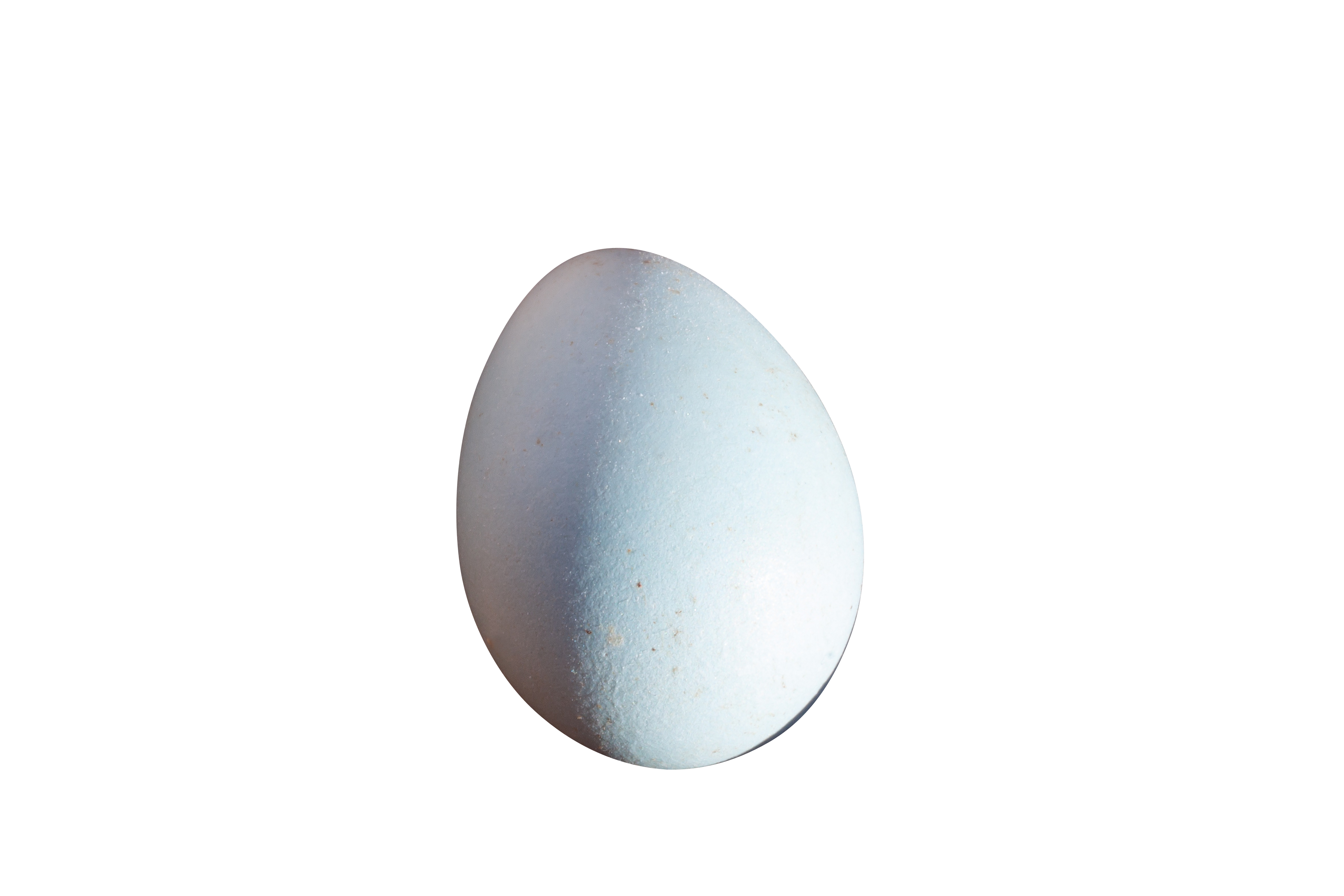 Single Egg Black Background.jpg