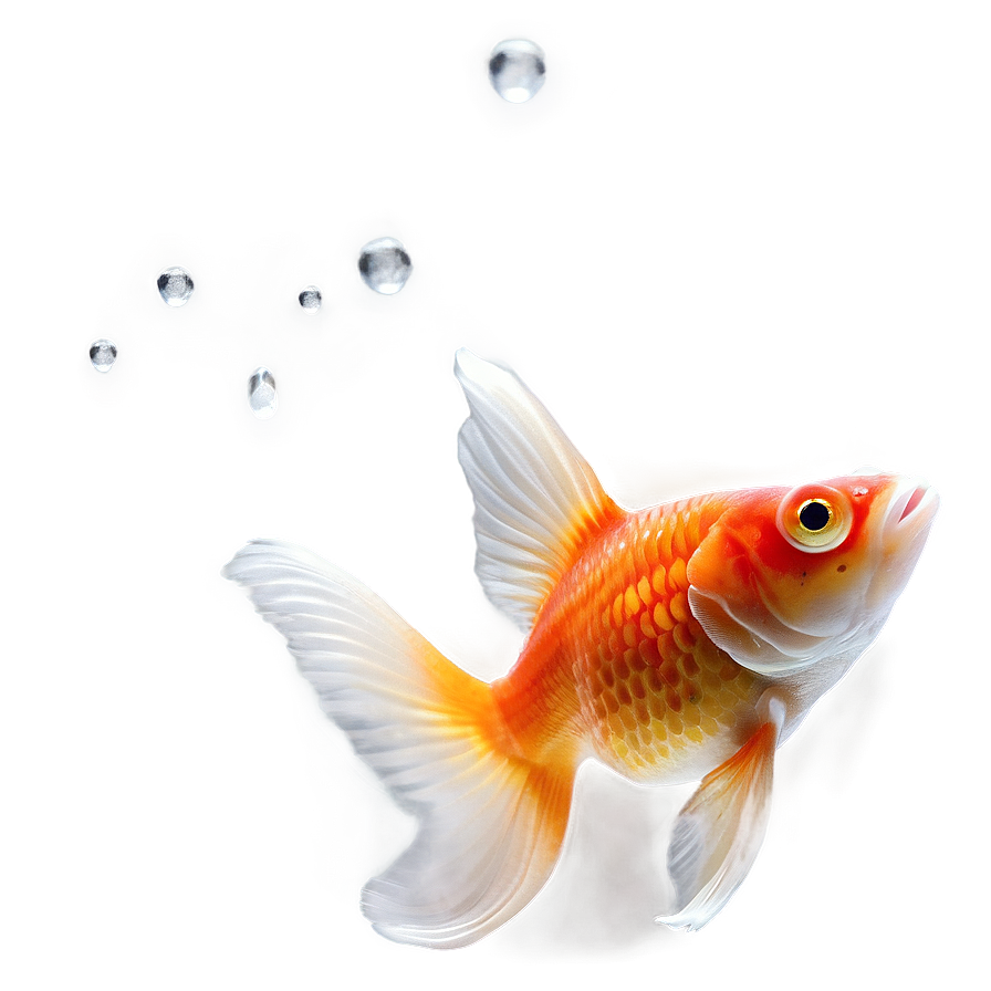 Single Goldfish Png Gko