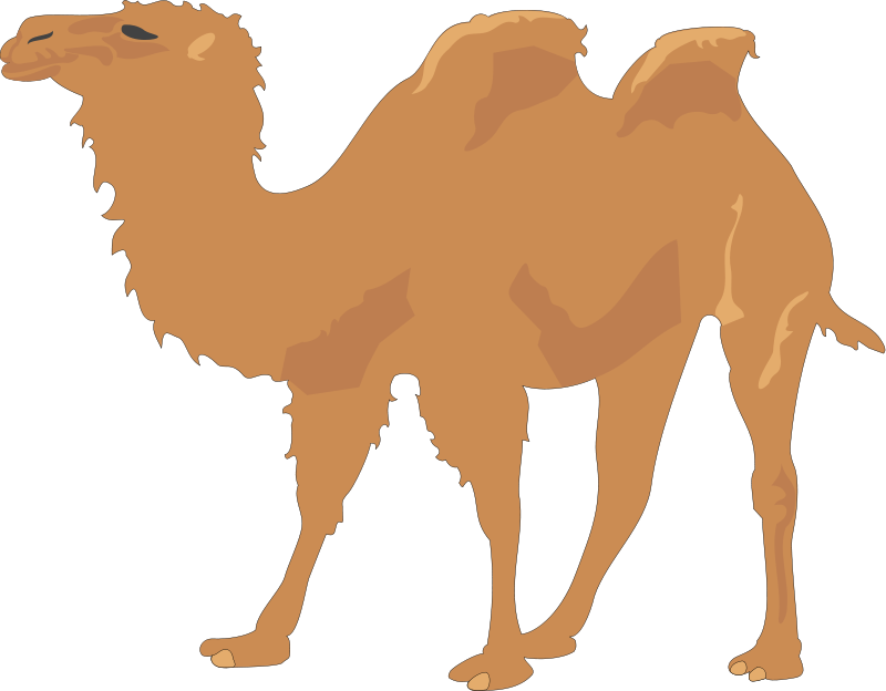 Single Humped Camel Illustration.png