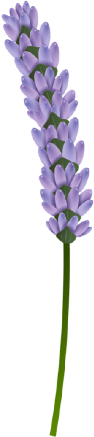 Single Lavender Stem Isolated