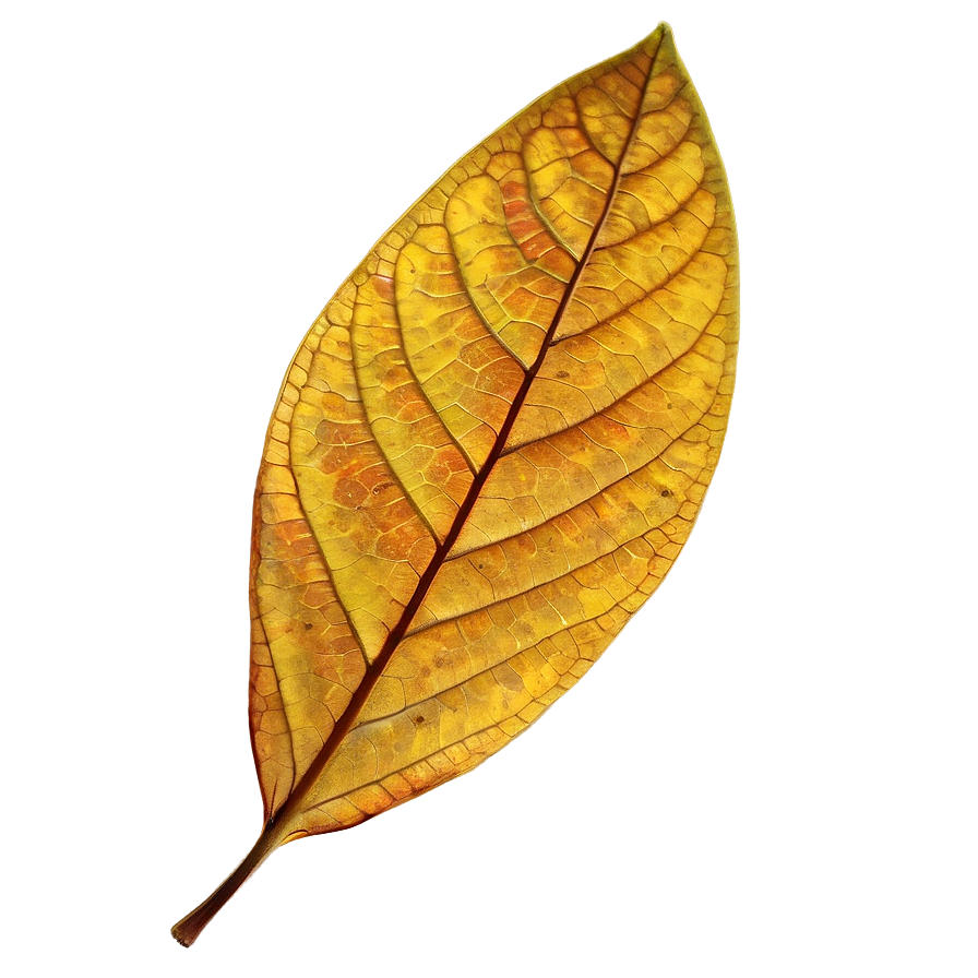 Single Leaf Png Gxg4