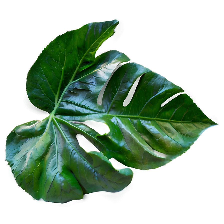 Single Leaf Png Vge