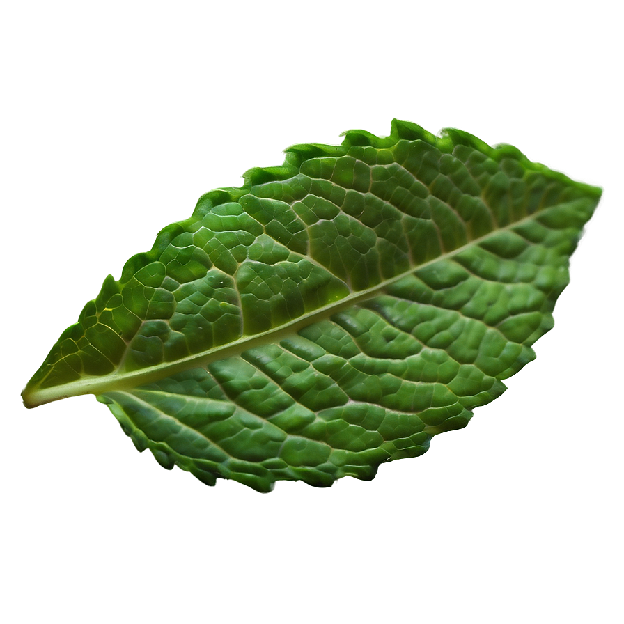 Single Mint Leaf Png Wvc63