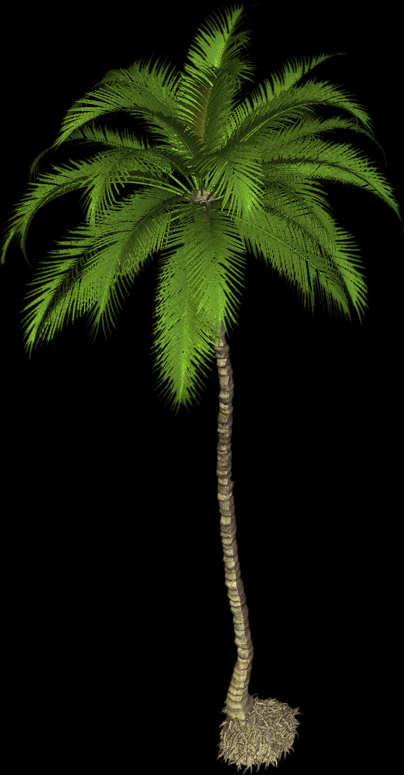 Single Palm Tree Black Background