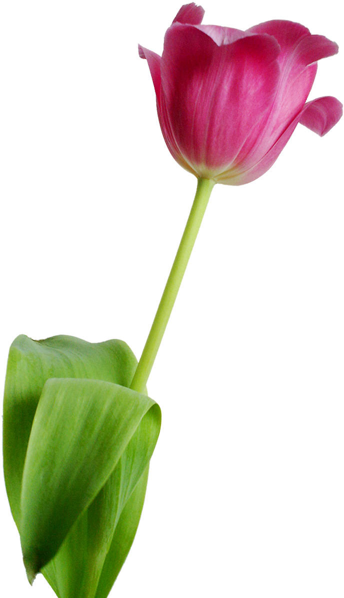 Single Pink Tulip Isolated