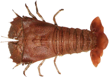 Single Prawn Isolated Background