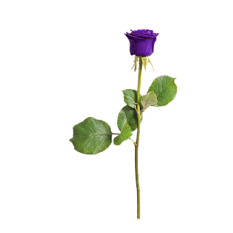 Single Purple Rose Black Background