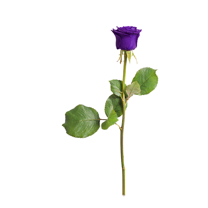 Single Purple Rose Isolated Background