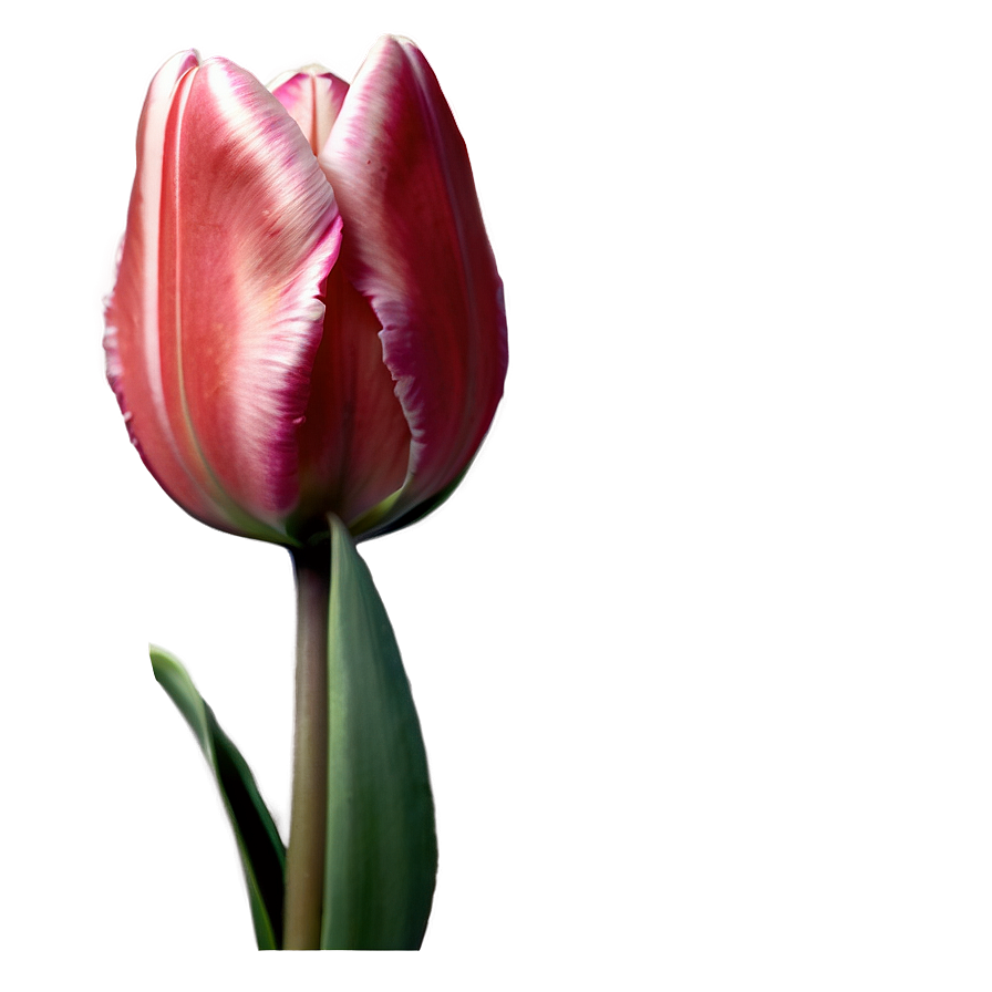 Single Tulip Png 05212024