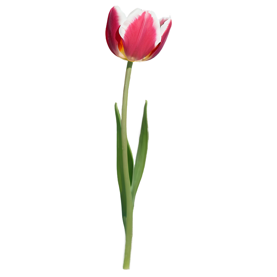 Single Tulip Png Wge
