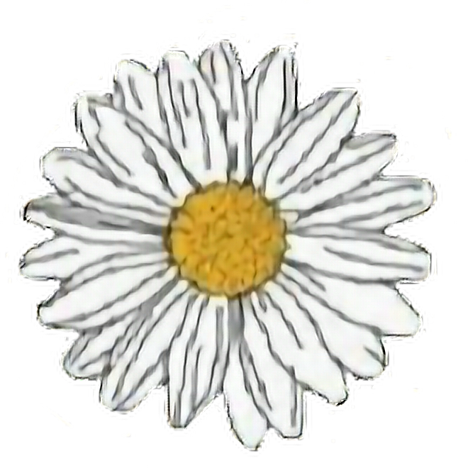 Single White Daisy Flower Graphic