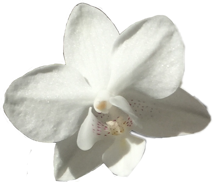 Single White Orchid Flower