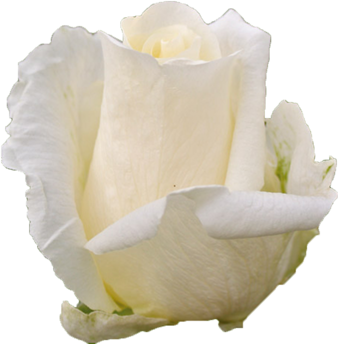 Single White Rose Petal Texture