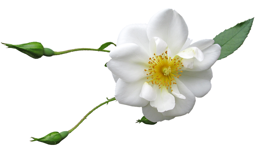 Single White Rose Transparent Background.png