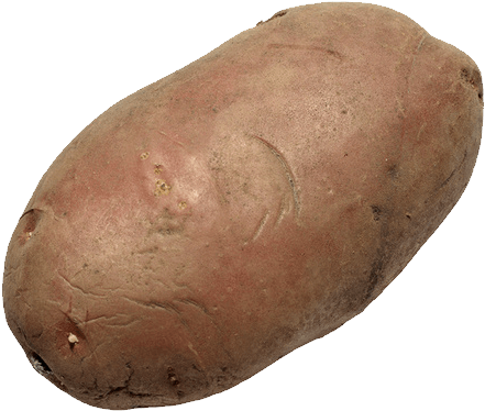 Single Yam Isolatedon Background