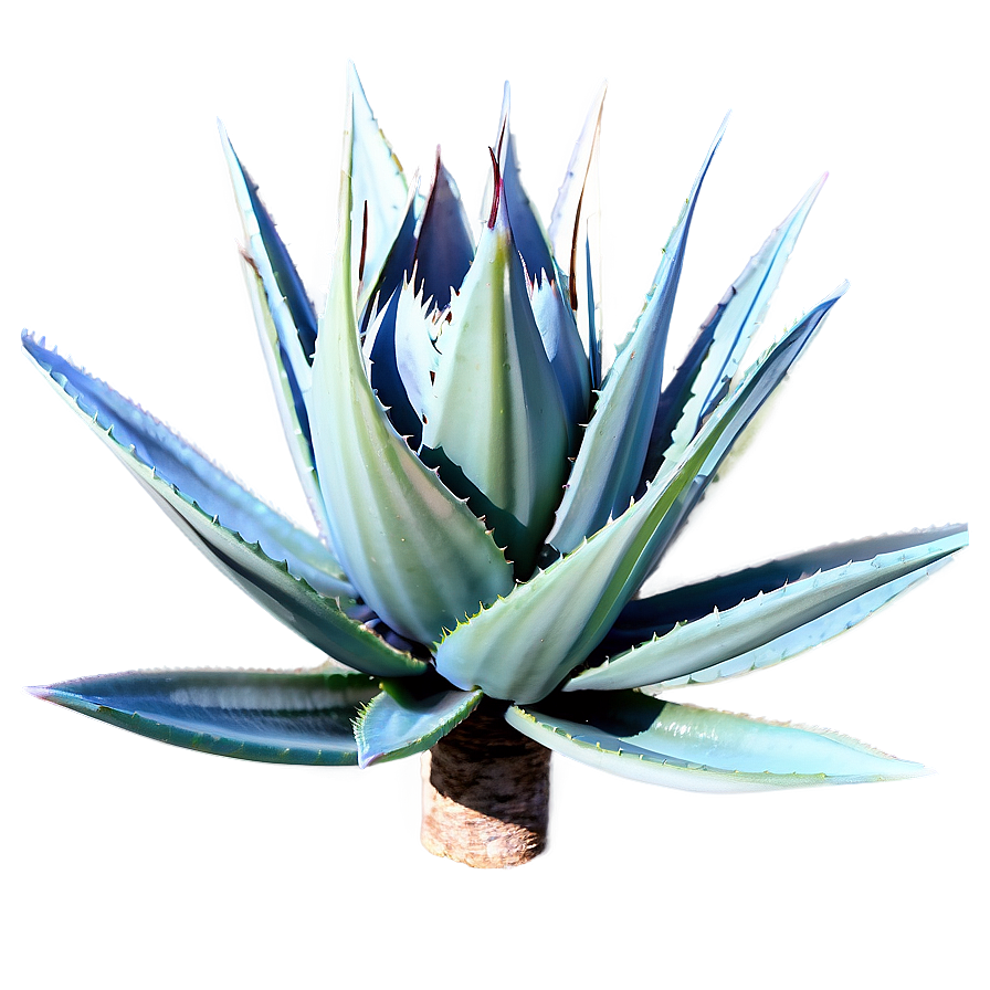 Sisal Agave Plant Png 2