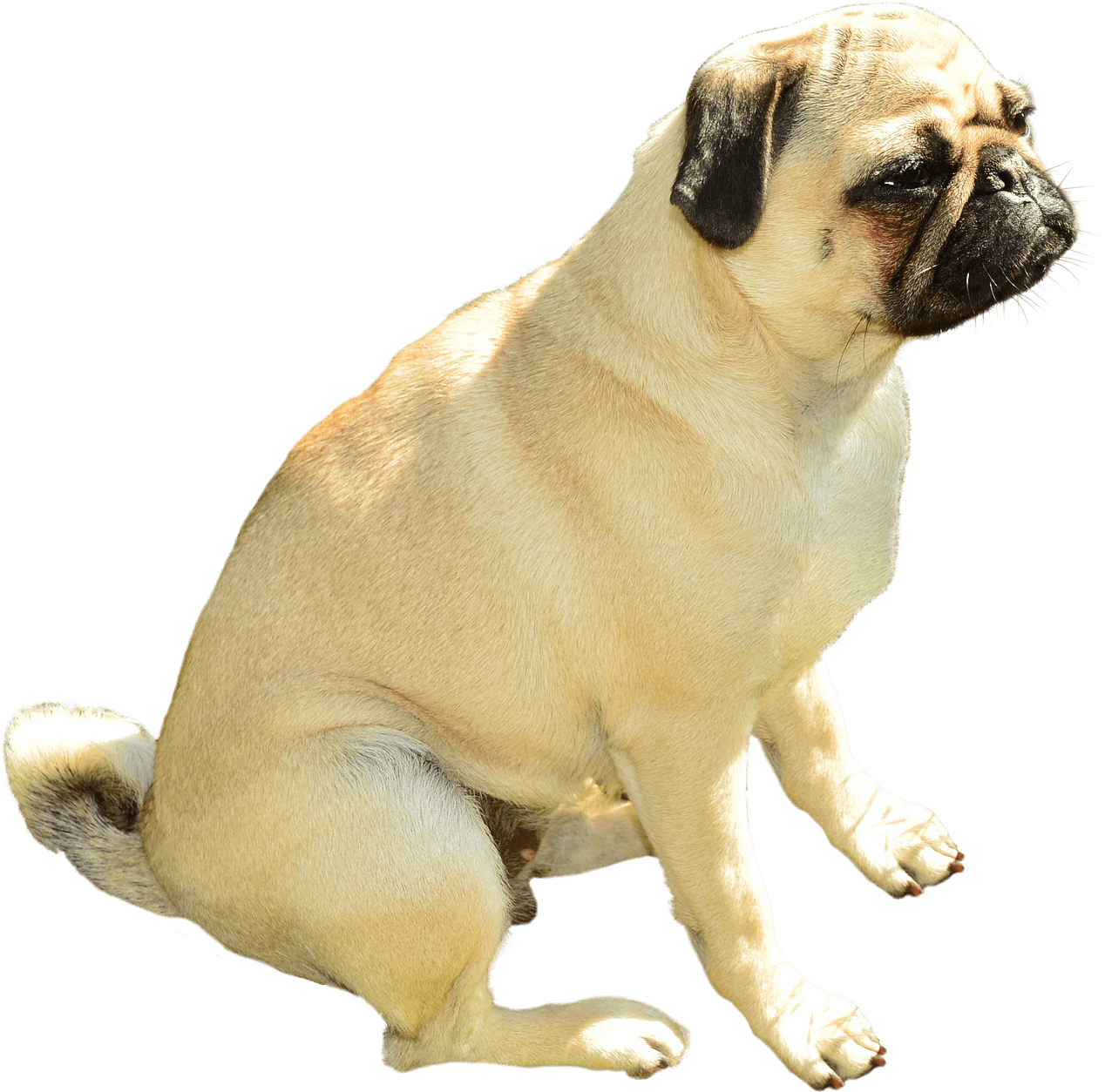 Sitting Pug Transparent Background