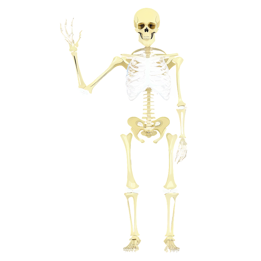 Skeletal System B