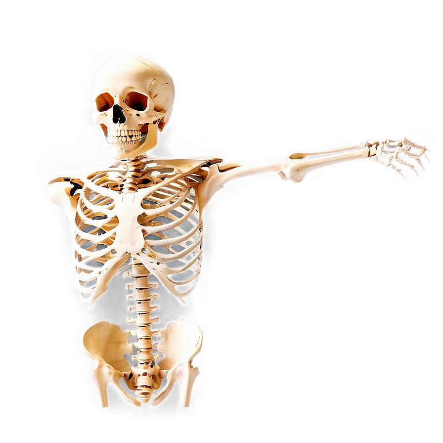 Skeleton Anatomy Png 05032024