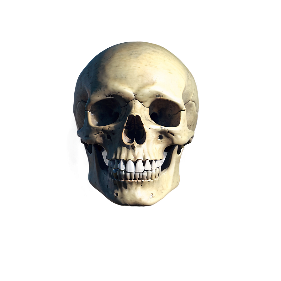 Skeleton Head Png 05032024