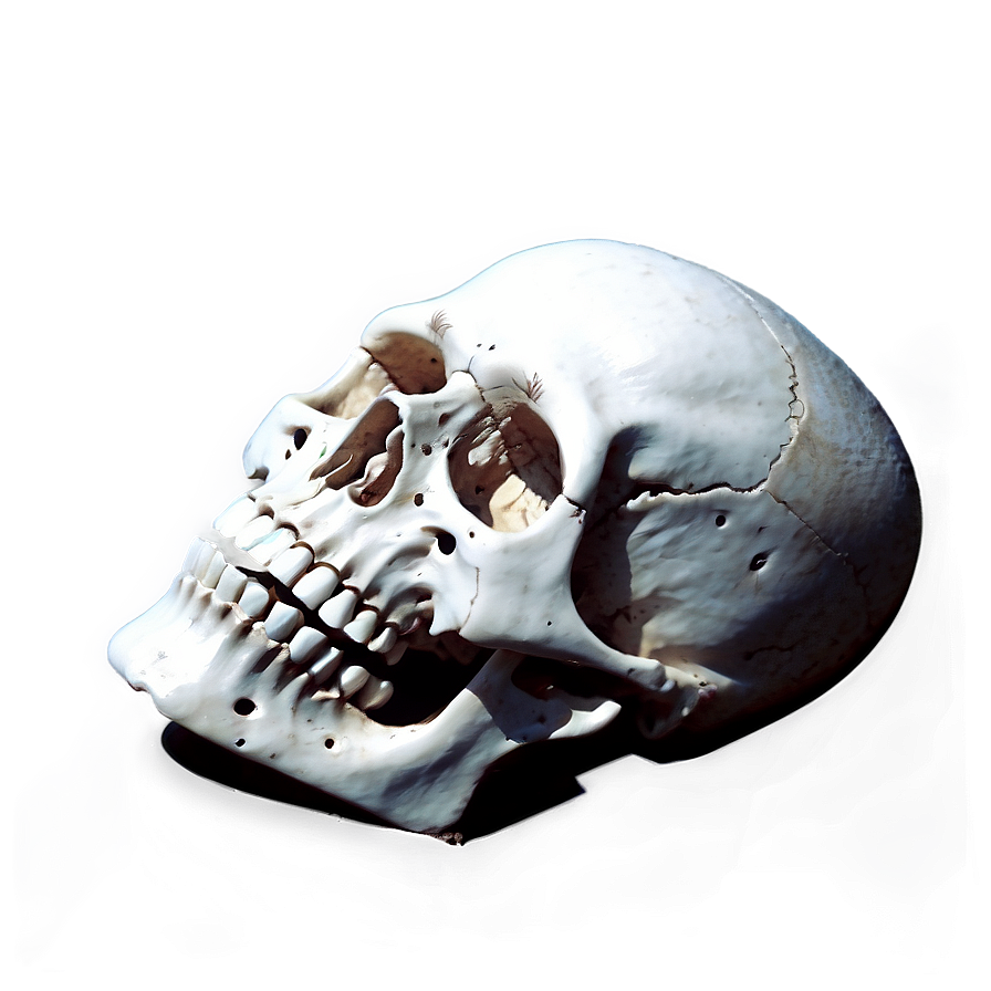 Skeleton Head Png Dmq