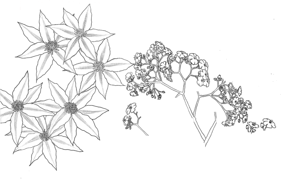 Sketch_of_ Starshaped_ Flowers_and_ Branches