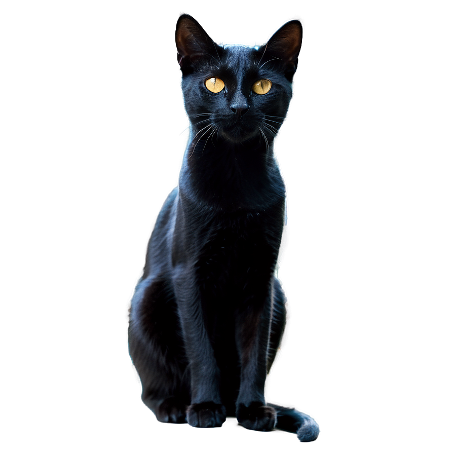 Sleek Black Cat Png B