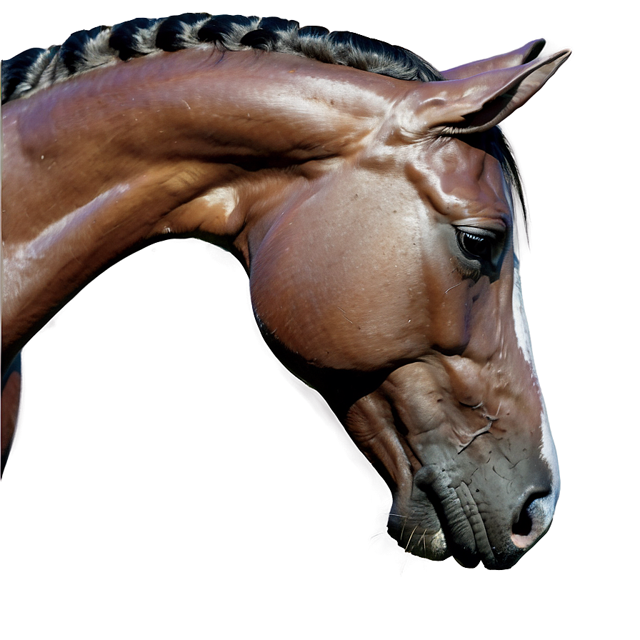 Sleek Horse Head Curvature Png Hrn