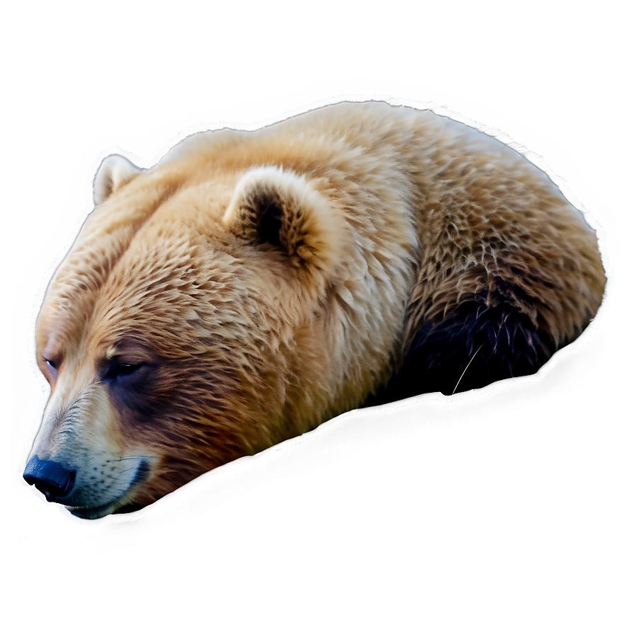 Sleeping Bear Png 27