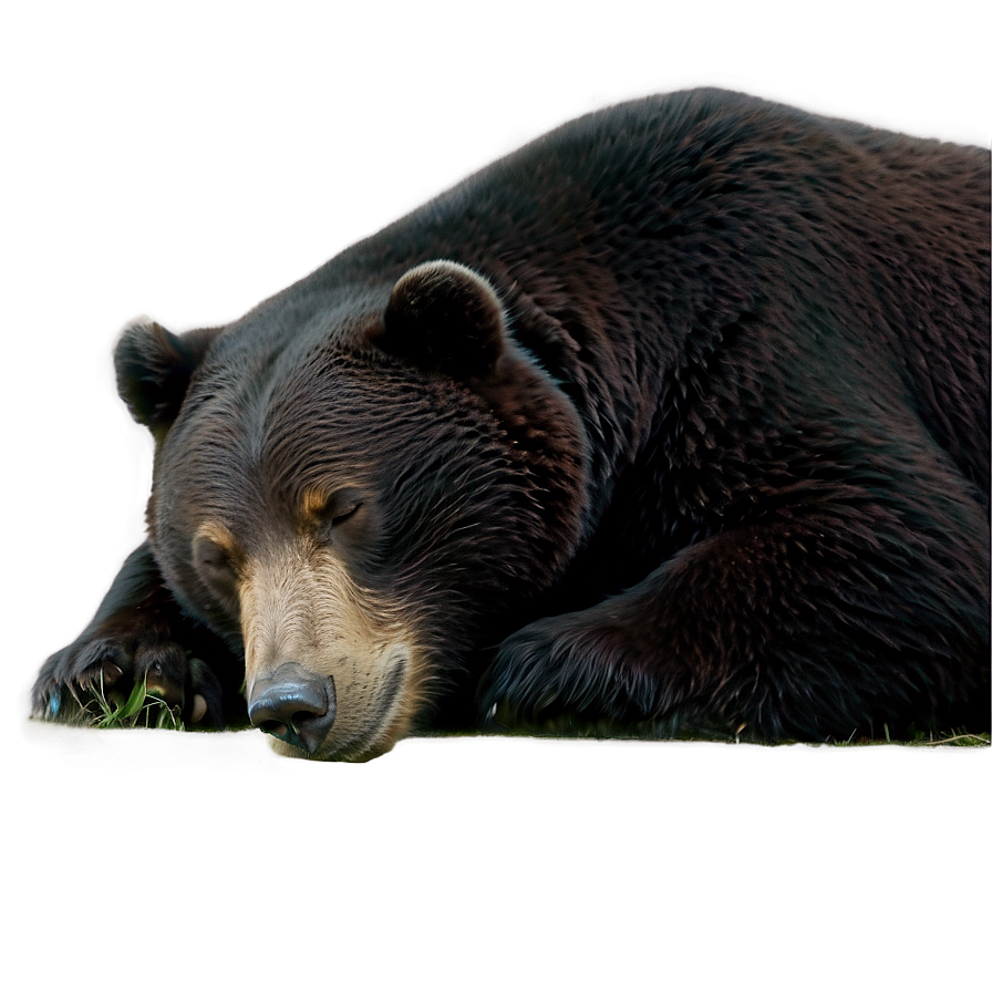 Sleeping Bear Png 59