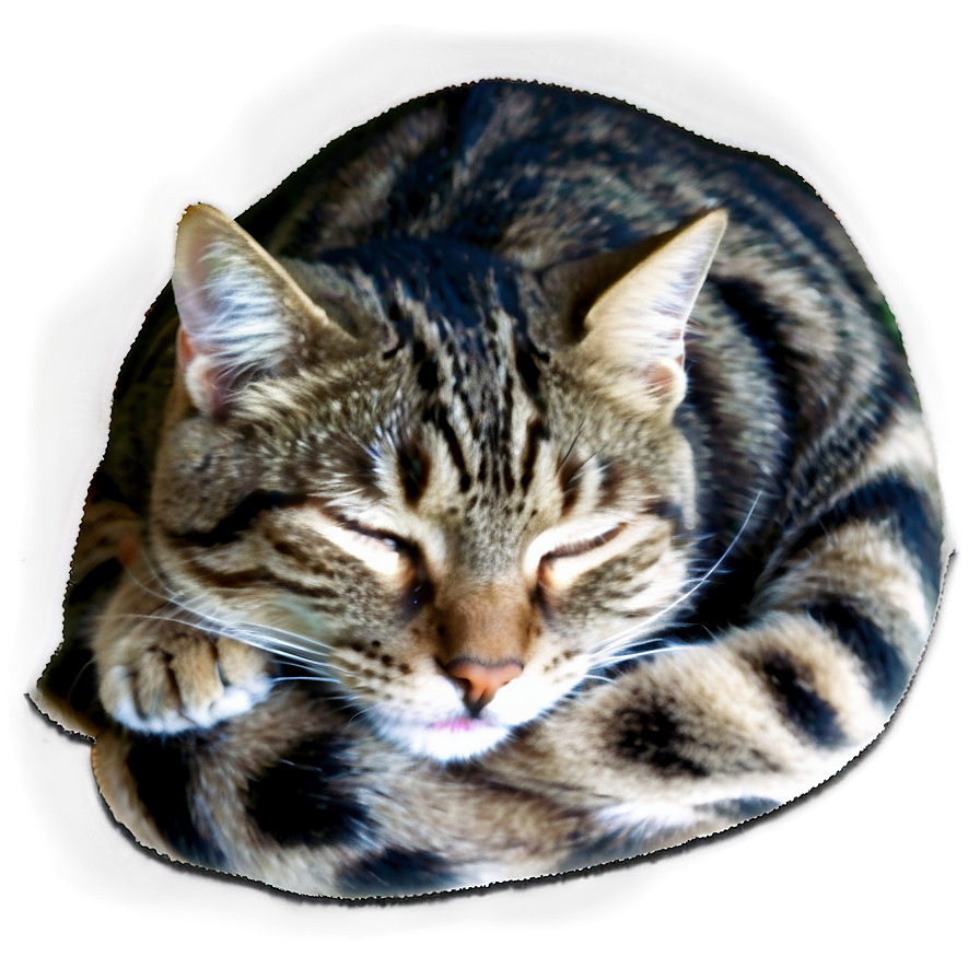 Sleeping Cat Png 36