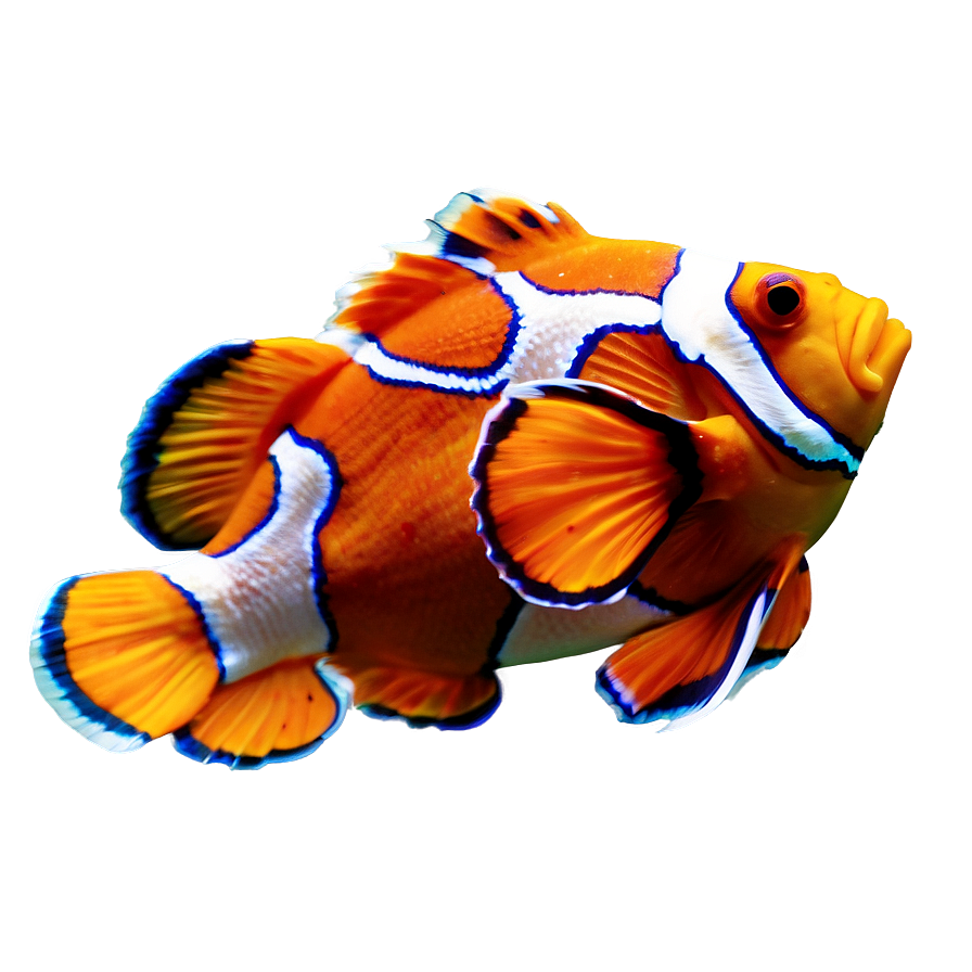 Sleeping Clownfish Png Pev