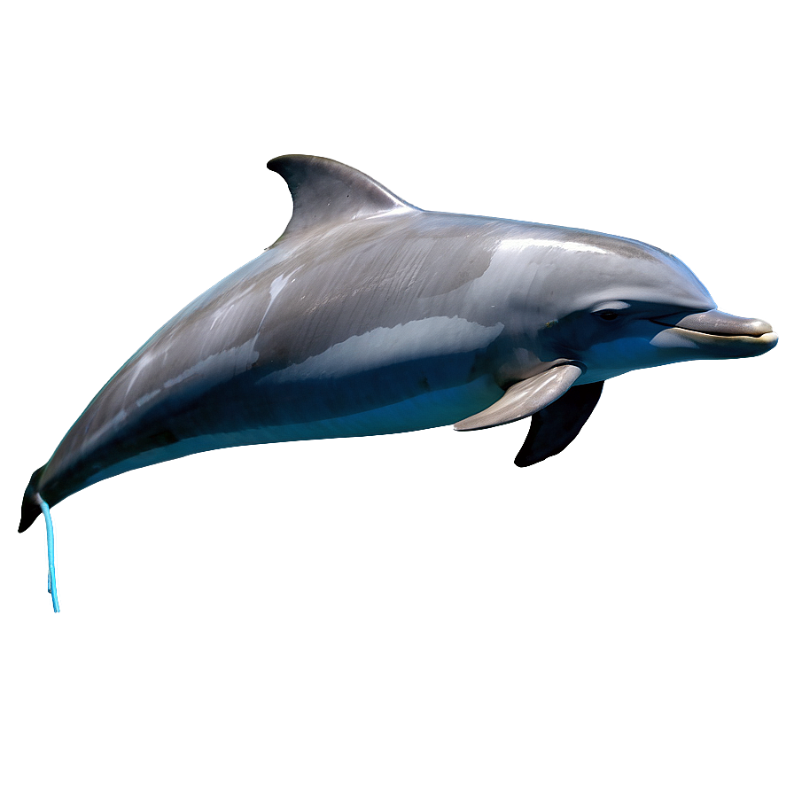 Sleeping Dolphin Png 58