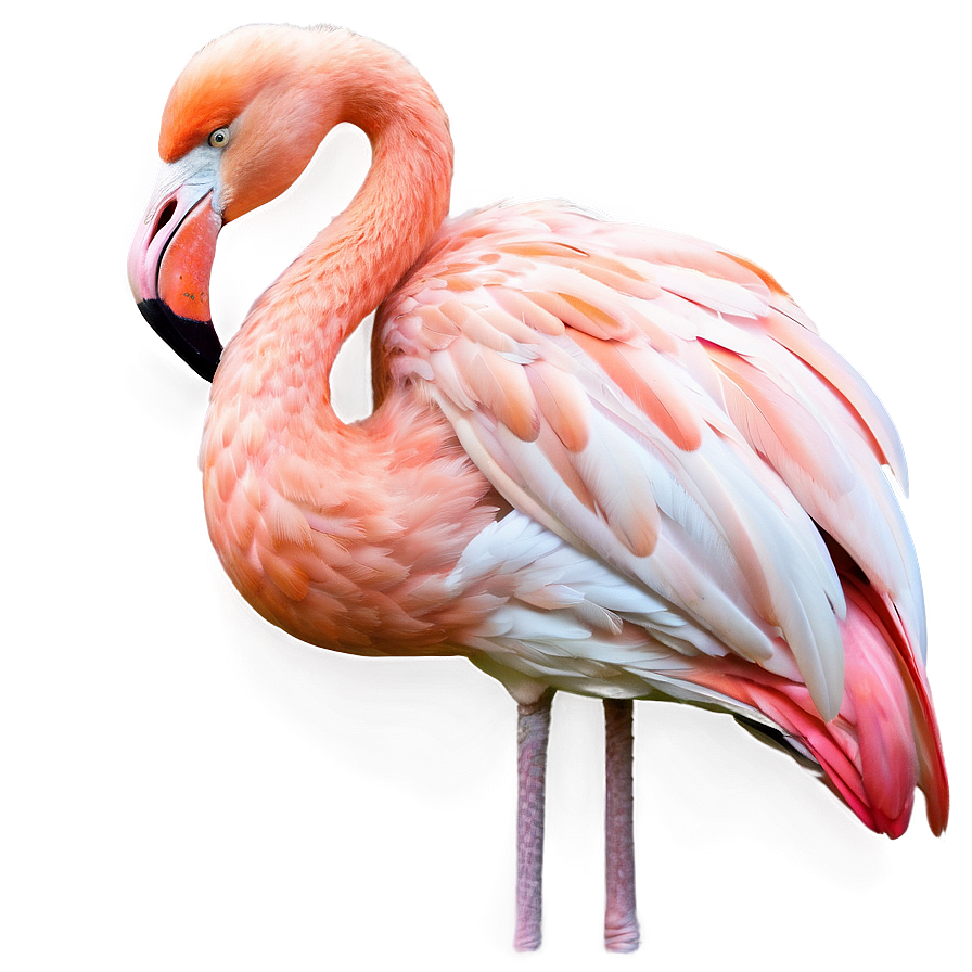 Sleeping Flamingo Png Jha