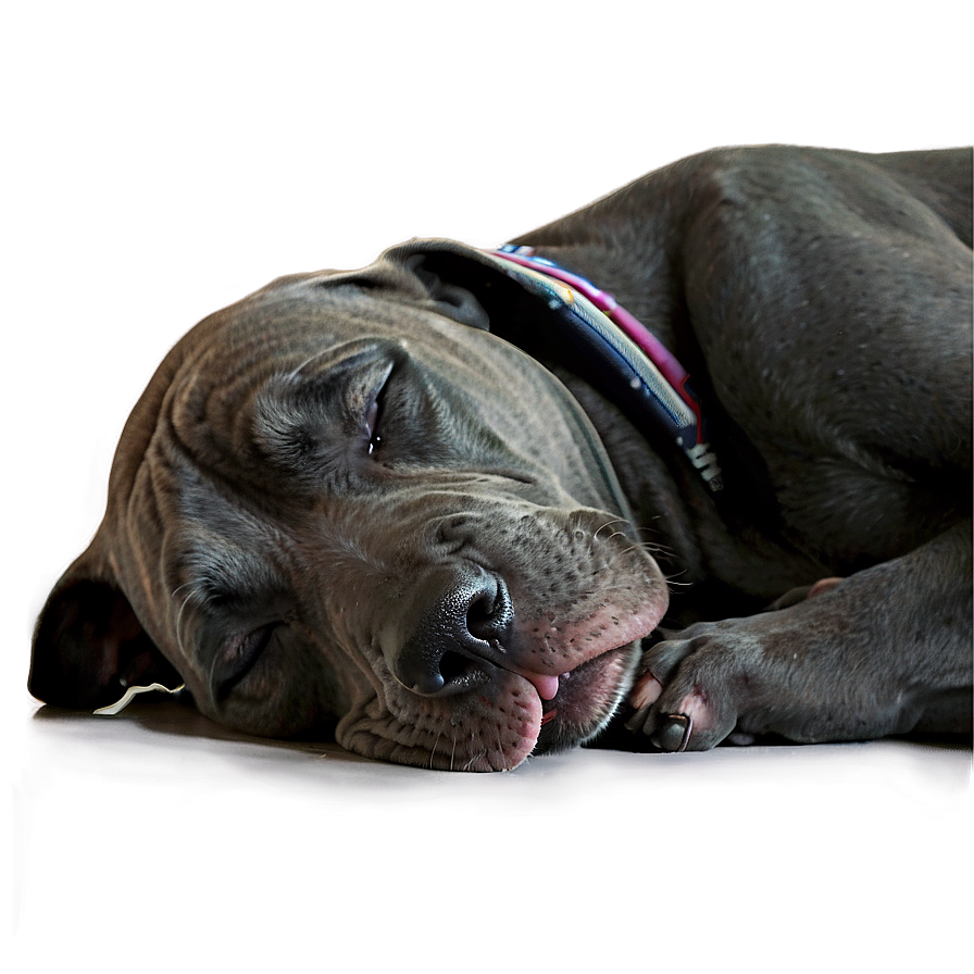 Sleeping Great Dane Png 8