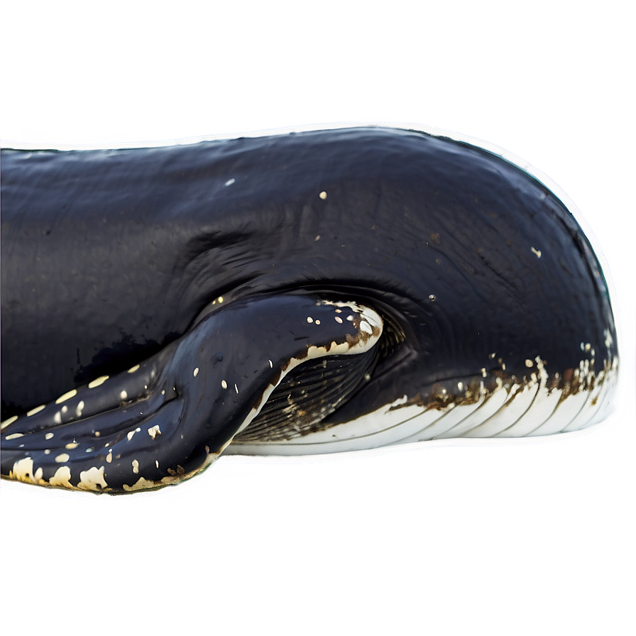 Sleeping Whale Png 57