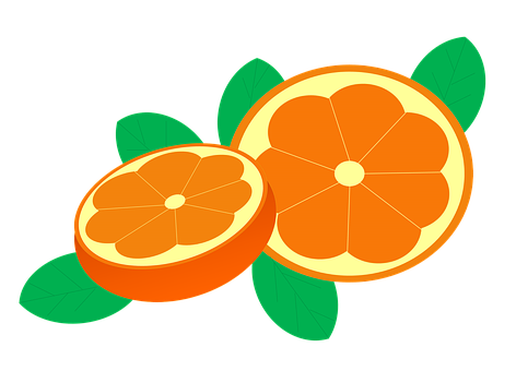 Sliced Oranges Illustration