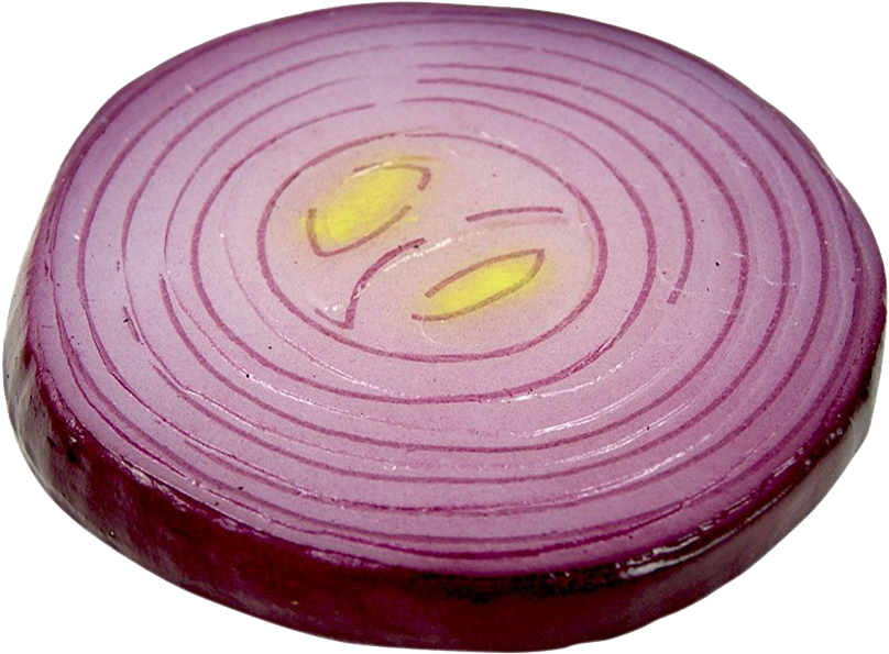 Sliced Red Onion Cross Section