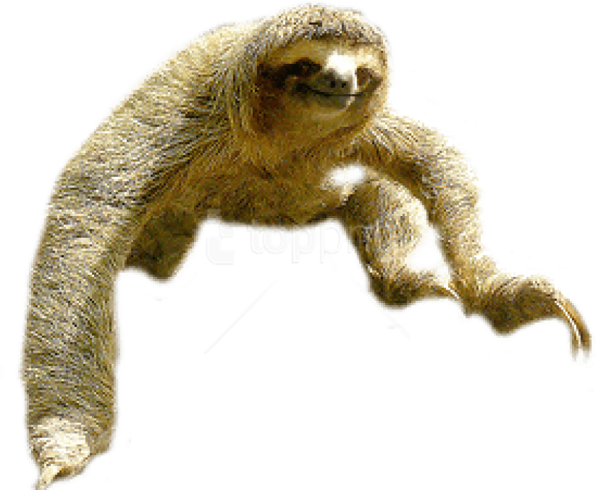 Sloth Climbing Transparent Background