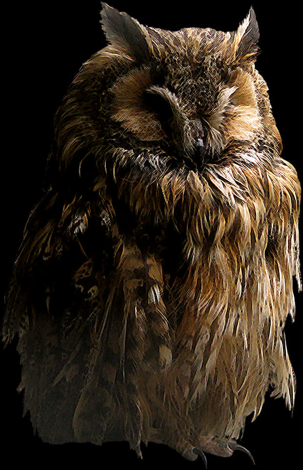 Slumbering Owl Black Background
